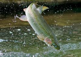 trout